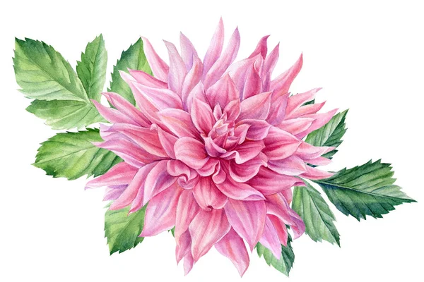 Flores rosa dahlia aquarela pintura botânica — Fotografia de Stock