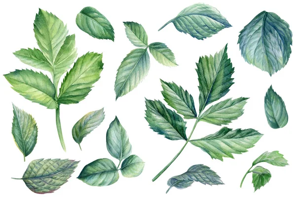 Uppsättning gröna blad av ros, dahlia blommor, akvarell botanisk målning — Stockfoto
