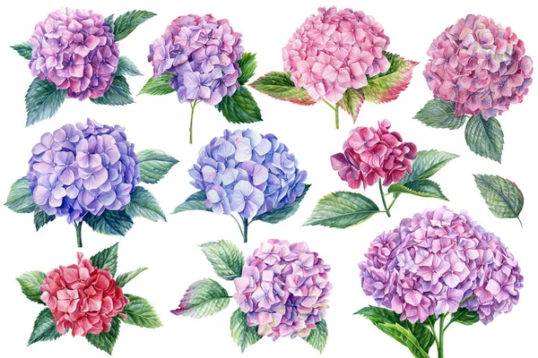 Набір квітів гортензії, акварельна ботанічна ілюстрація — стокове фото