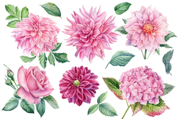 Flores cor-de-rosa, dálias, hortênsias, rosa aquarela pintura botânica — Fotografia de Stock
