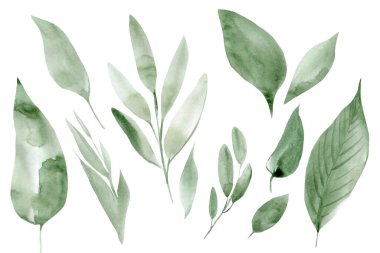 yeşil soyut yapraklar, beyaz arkaplanda suluboya elementler, çizim