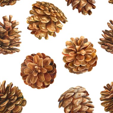 Kusursuz desen, suluboya çizim, çam kozalakları