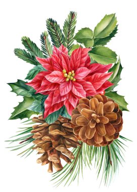 Noel yıldızı, çam kozalakları, çoban püskülü, ladin dalları, suluboya çizimler, kartpostallar.