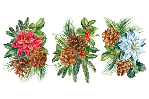 Arreglos florales, composición de flores estrella de Navidad, conos de pino, acebo, ramas de abeto, dibujo de acuarela — Foto de Stock