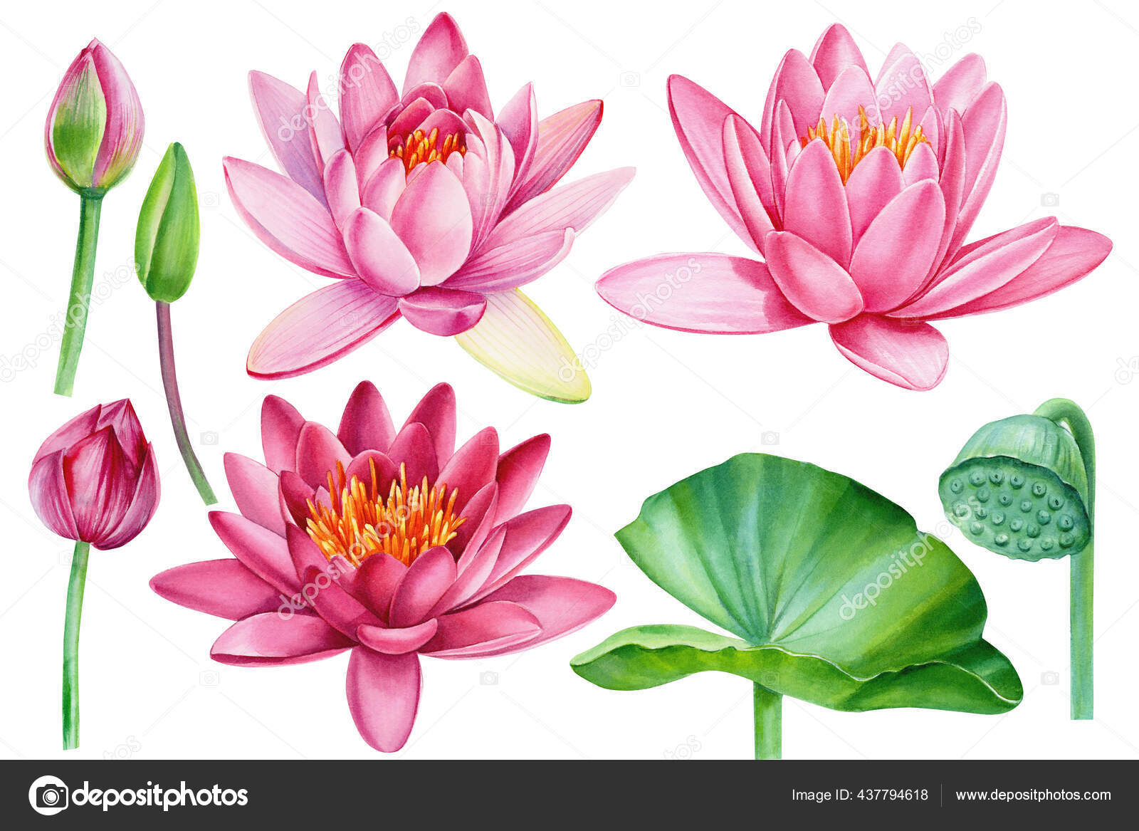 Pink Lotus Flowers On White Background Watercolor Drawing Floral Clipart Stockfotografie Lizenzfreie Fotos C Gringoann 437794618 Depositphotos