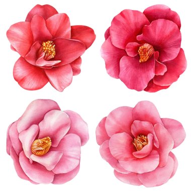 Camellia on white background, spring watercolor flowers, botanical illustration clipart