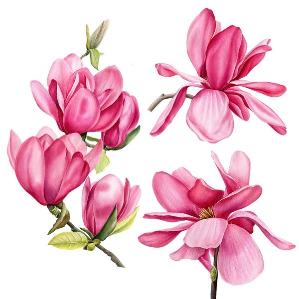 Magnolia flowers on white background, watercolor drawing, floral clipart — Stockfoto