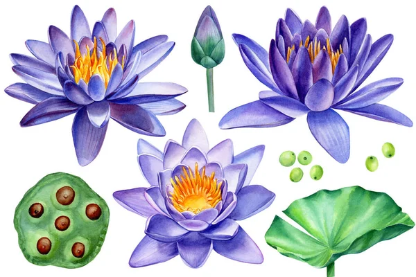 Purple lotus flowers on white background, watercolor illustration — стоковое фото