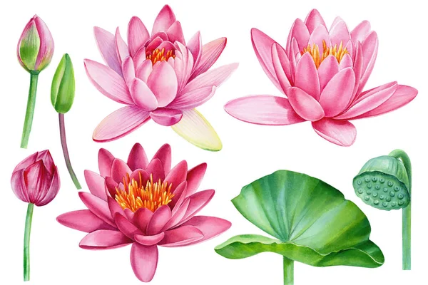 Pink lotus flowers on white background, watercolor drawing, floral clipart