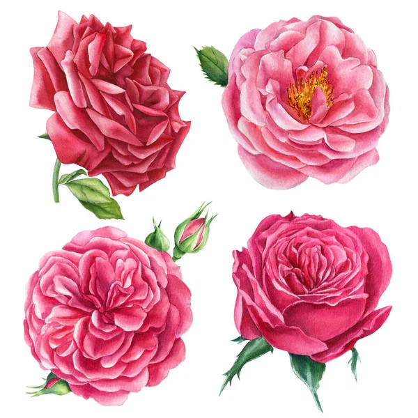 Roses on a white background, watercolor flowers, floral clipart — Fotografia de Stock