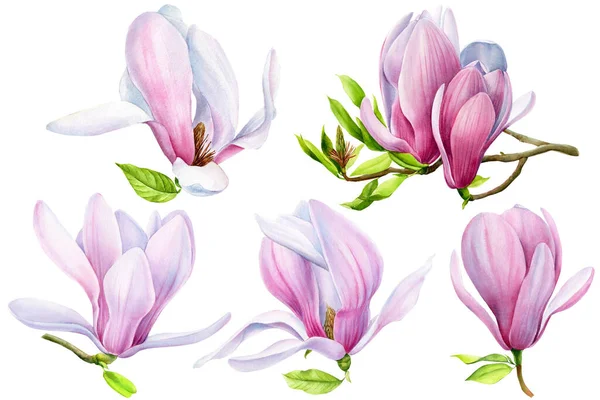 Watercolor Magnolia, spring flowers on white background, floral clipart — Stock Fotó