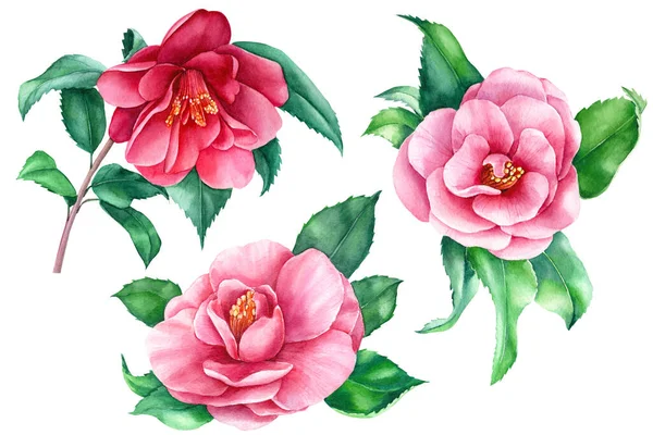 Camellia on white background, spring watercolor flowers, botanical illustration — Stockfoto