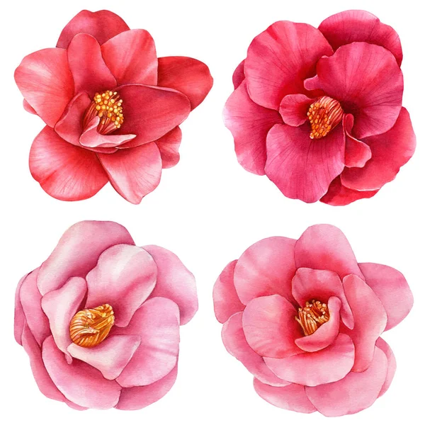 Camellia on white background, spring watercolor flowers, botanical illustration