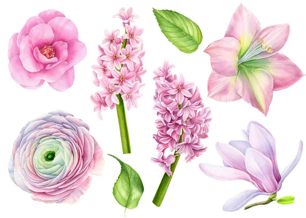 Set of watercolor flowers, magnolia, camellia, amaralis, hyacinth, ranunculus on a white background —  Fotos de Stock