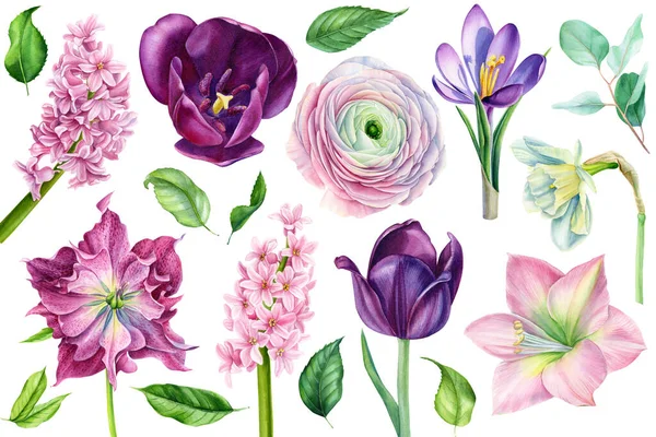 Set of watercolor flowers, tulip, daffodil, hyacinth, ranunculus on a white background, spring, botanical illustration — Foto Stock