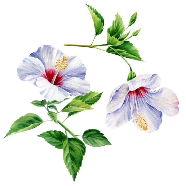 Hibiscus gren, tropiska blommor, akvarell botanisk illustration — Stockfoto