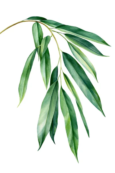 Tropické listy akvarelu fíkus, džungle flóra — Stock fotografie