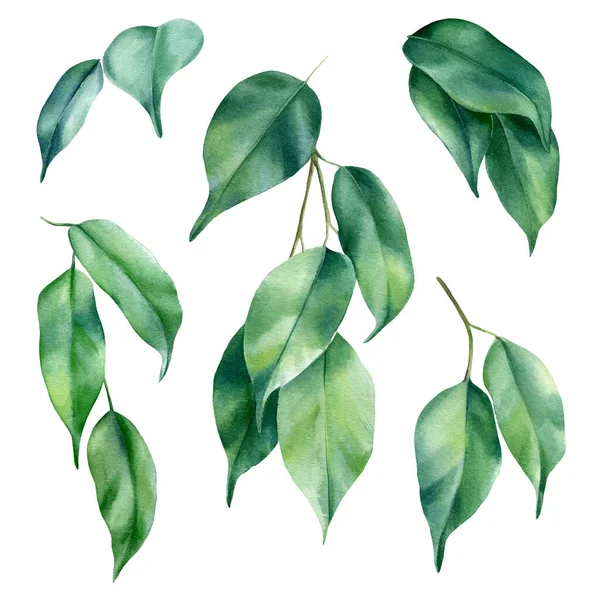 Fikusz levél, trópusi zöld levelek, akvarell dzsungel flóra — Stock Fotó