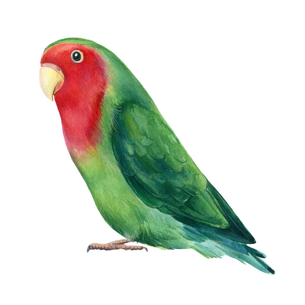 Turteltauben isoliert auf weißem Hintergrund. Niedlicher Papagei. Aquarell tropische Vogel Illustration, Handzeichnung Gemälde — Stockfoto