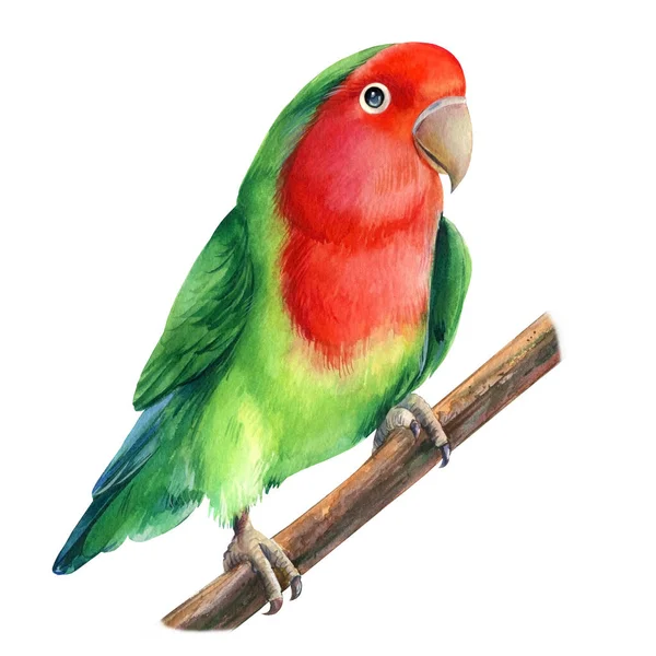 Turteltauben isoliert auf weißem Hintergrund. Niedlicher Papagei. Aquarell tropische Vogel Illustration, Handzeichnung Gemälde — Stockfoto