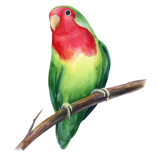 Inséparables isolés sur fond blanc. Joli perroquet. Aquarelle illustration d'oiseau tropical, dessin à la main peinture — Photo