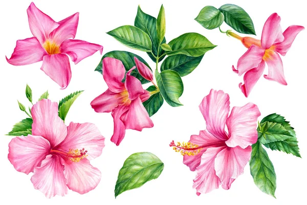 Flor tropical rosada, hibisco sobre fondo blanco. Acuarela ilustración botánica, pintura de dibujo a mano — Foto de Stock