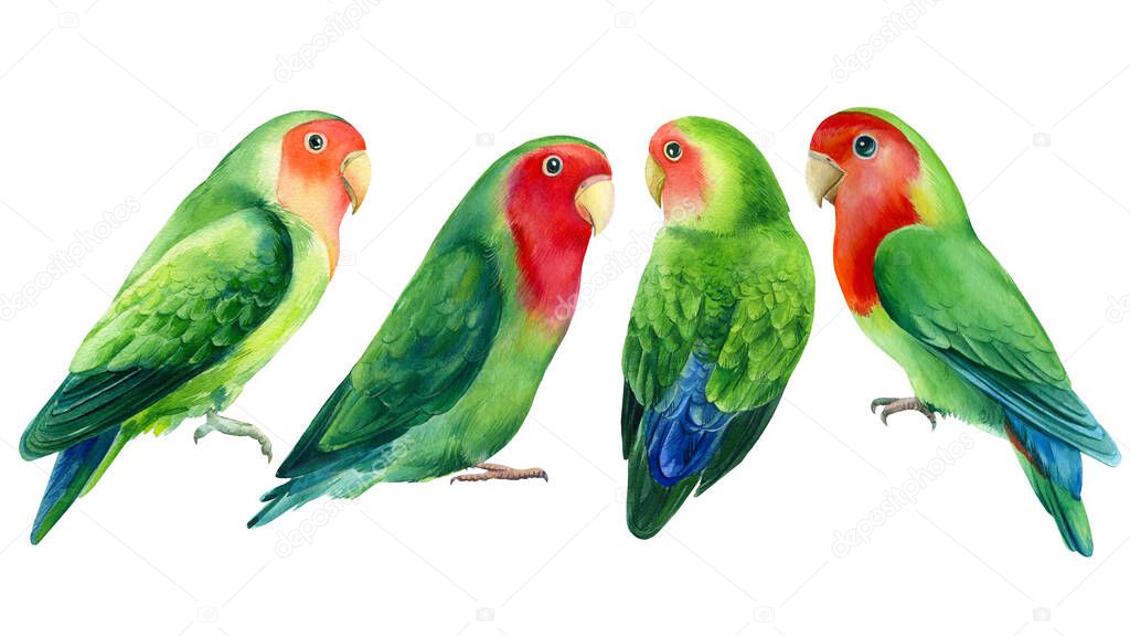 Set of lovebirds parrots on a white background. Watercolor tropical birds illustration, hand drawing painting