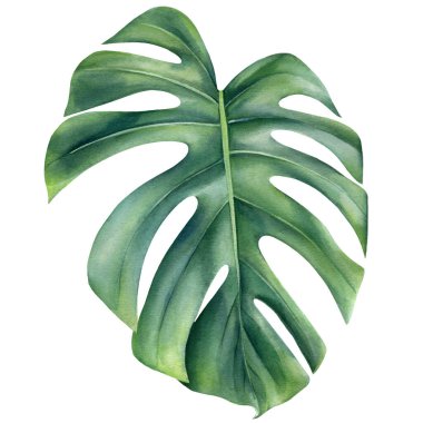 Suluboya canavar yaprağı, orman bitkisi