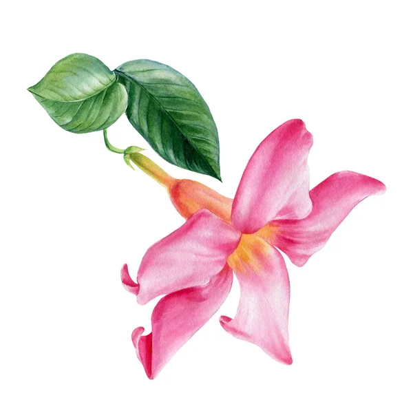 ピンクの熱帯の花、白い背景にハイビスカス。水彩植物図、手描き — ストック写真