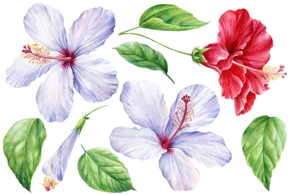 Conjunto de flor de hibisco, hoja, brotes sobre fondo blanco aislado, ilustración de acuarela — Foto de Stock
