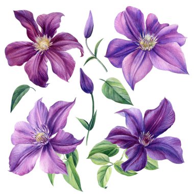 Beyaz arka planda mor bir çiçek seti. Clematis, suluboya, botanik çizim, el çizimi.