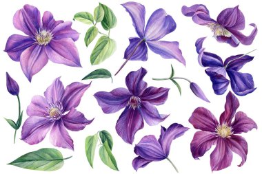 Beyaz arka planda mor bir çiçek. Clematis seti, suluboya, botanik çizim, el çizimi.