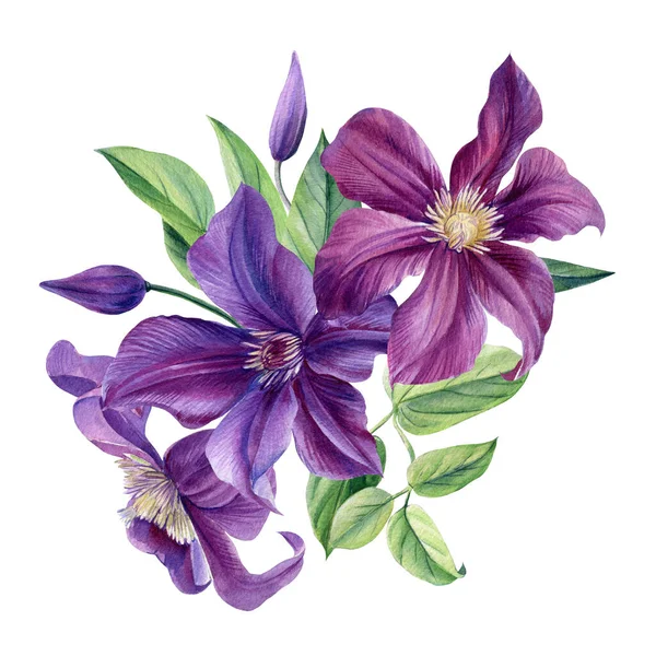 Boeket van paarse bloemen op een witte achtergrond. Clematis aquarel, botanische illustratie — Stockfoto