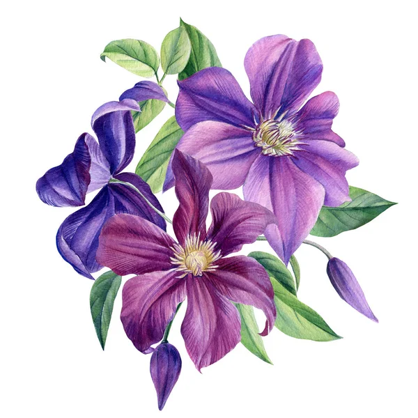 Bouquet of purple flowers on a white background. Clematis watercolor, botanical illustration