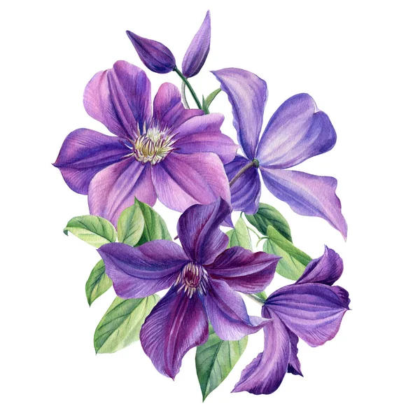 Buquê de flores roxas em um fundo branco. Clematis aquarela, ilustração botânica — Fotografia de Stock