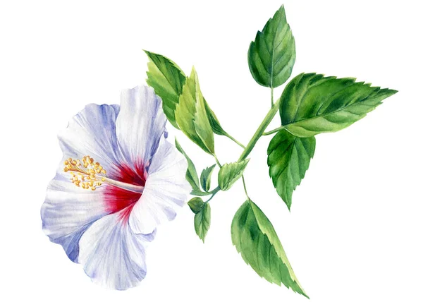 Набор цветов гибискуса, листьев, бутонов на изолированном белом фоне, акварельная иллюстрация — стоковое фото