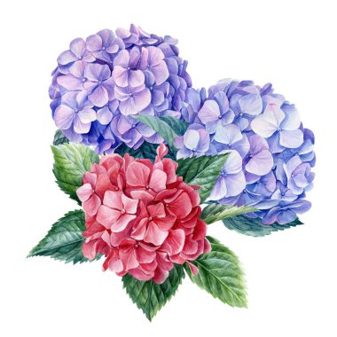 Çiçek buketi, beyaz arka planda ortanca, suluboya botanik çizimler.
