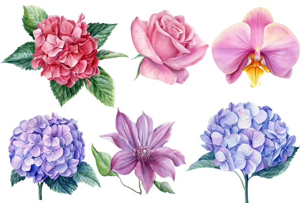 Zestaw elementów projektowych, kwiaty róży, clematis, orchidea, hortensja na białym tle, akwarela botaniczna ilustracja — Zdjęcie stockowe