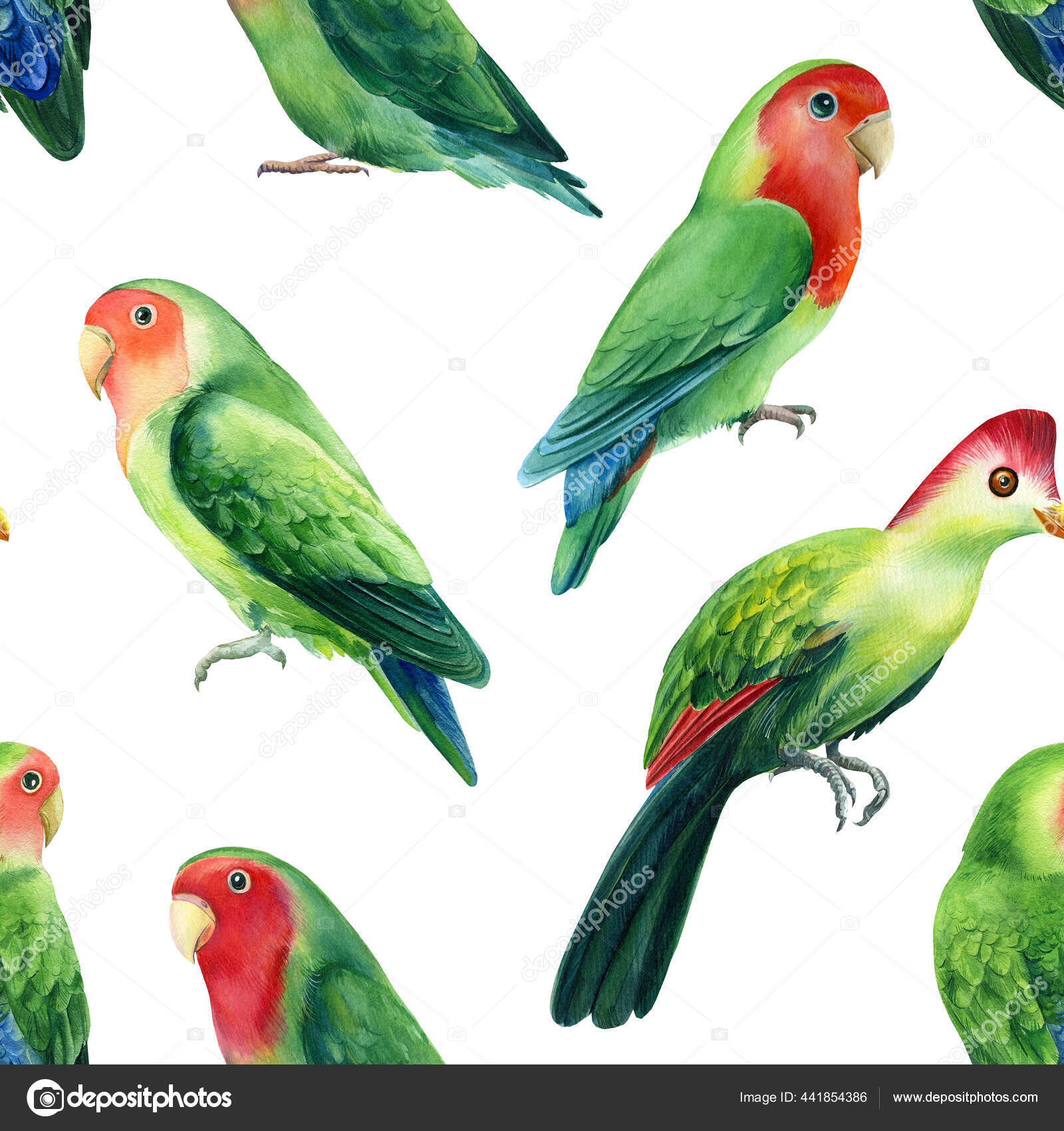 Burung Beo Di Latar Belakang Putih Ilustrasi Cat Air Pola Tak Beraturan Stok Foto C Gringoann 441854386