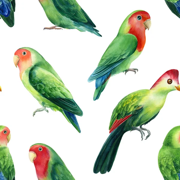 Papoušci hrdličky na bílém pozadí, akvarel ilustrace. Bezešvé vzory. — Stock fotografie