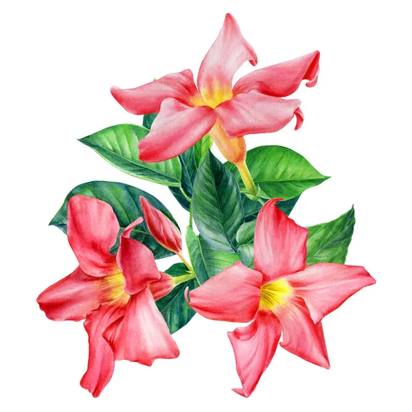 Složení s tropickými květy na bílém pozadí, akvarel botanické ilustrace — Stock fotografie