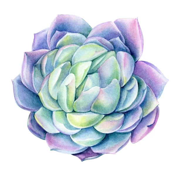 Sukulentní botanická ilustrace, fialová echeveria akvarel — Stock fotografie