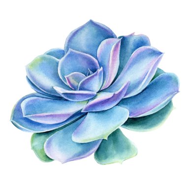 Beyaz arkaplan, suluboya botanik çizimler, echeveria