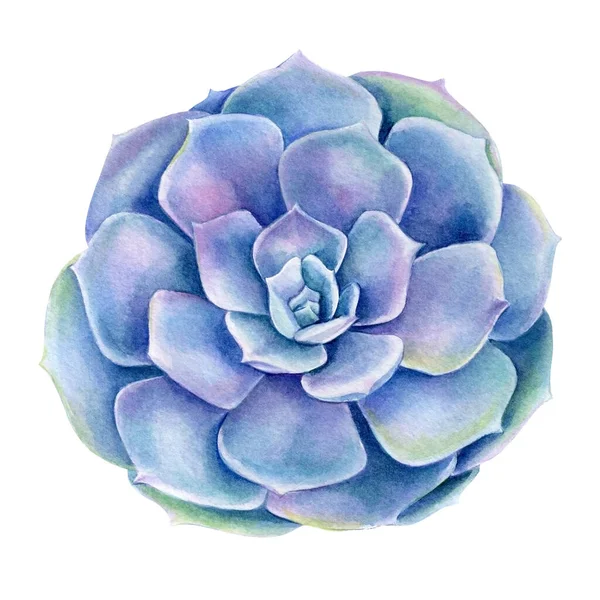 Sukulenty na bílém pozadí, akvarel botanické ilustrace, fialová echiveria — Stock fotografie