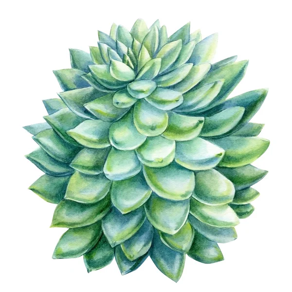 Akvarell Suckulent, botanisk illustration, grön echeveria — Stockfoto