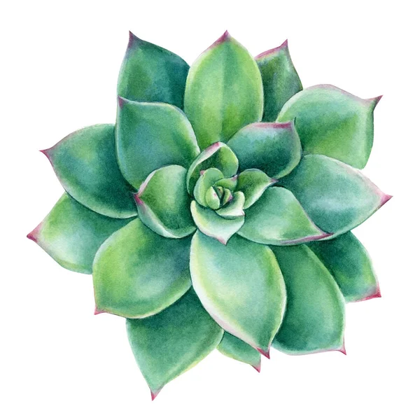 水彩画成功し、植物のイラスト、緑｜echeveria — ストック写真