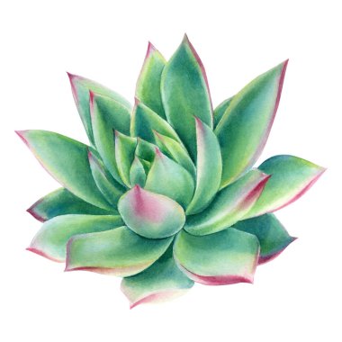 Beyaz arkaplanda yeşil sulu boya, botanik illüstrasyon, echeveria