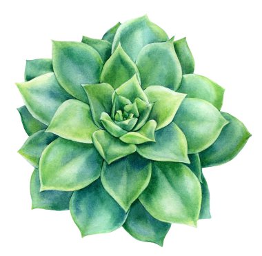 Beyaz arkaplan, suluboya botanik çizimler, echeveria
