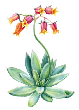 Beyaz arka planda sulu çiçekler, suluboya botanik çizimler, güzel echeveria