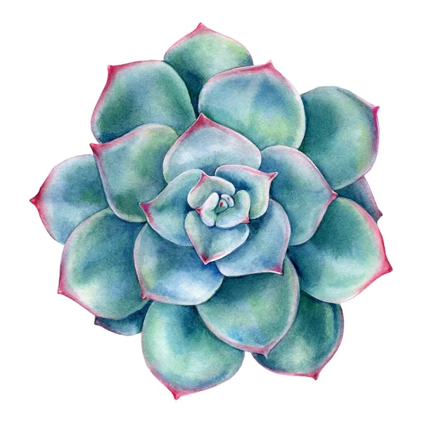 Succulenten op witte achtergrond, aquarel botanische illustratie, echeverie — Stockfoto